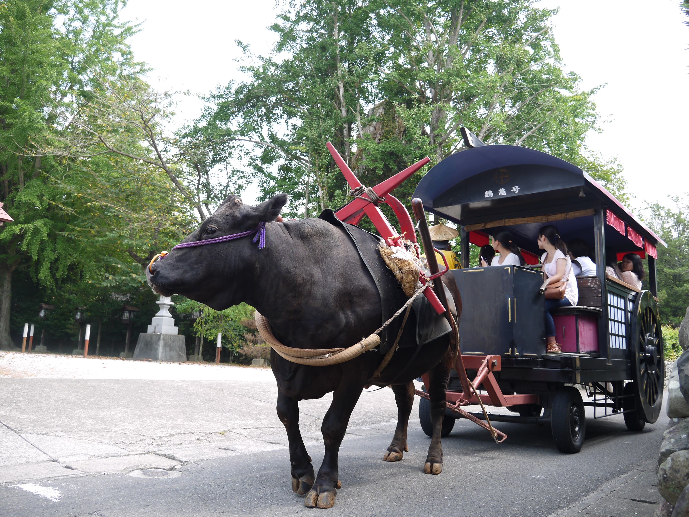 牛車で歴史探訪！日本遺産「出水麓武家屋敷群」で牛車体験 (鹿児島県