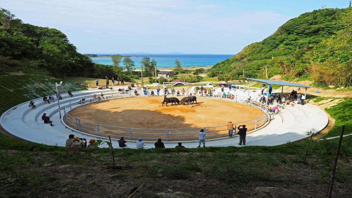 つながる、二地域暮らし 鹿児島県徳之島町 (鹿児島県) | JALふるさとむすび