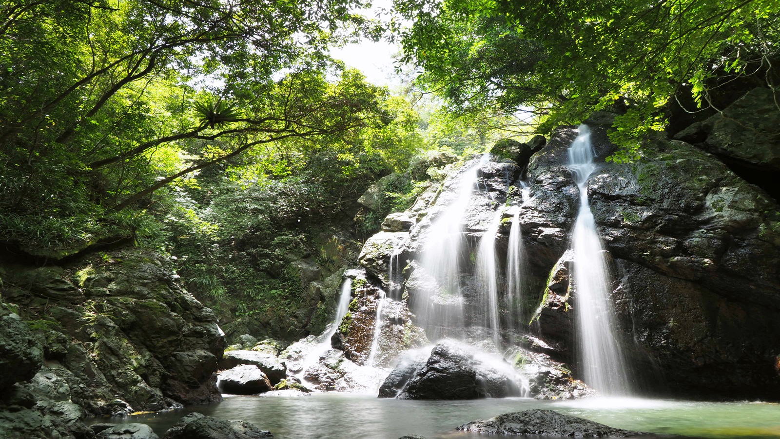 徳之島　57mm つながる、二地域暮らし 鹿児島県徳之島町 (鹿児島県) | JALふるさとむすび