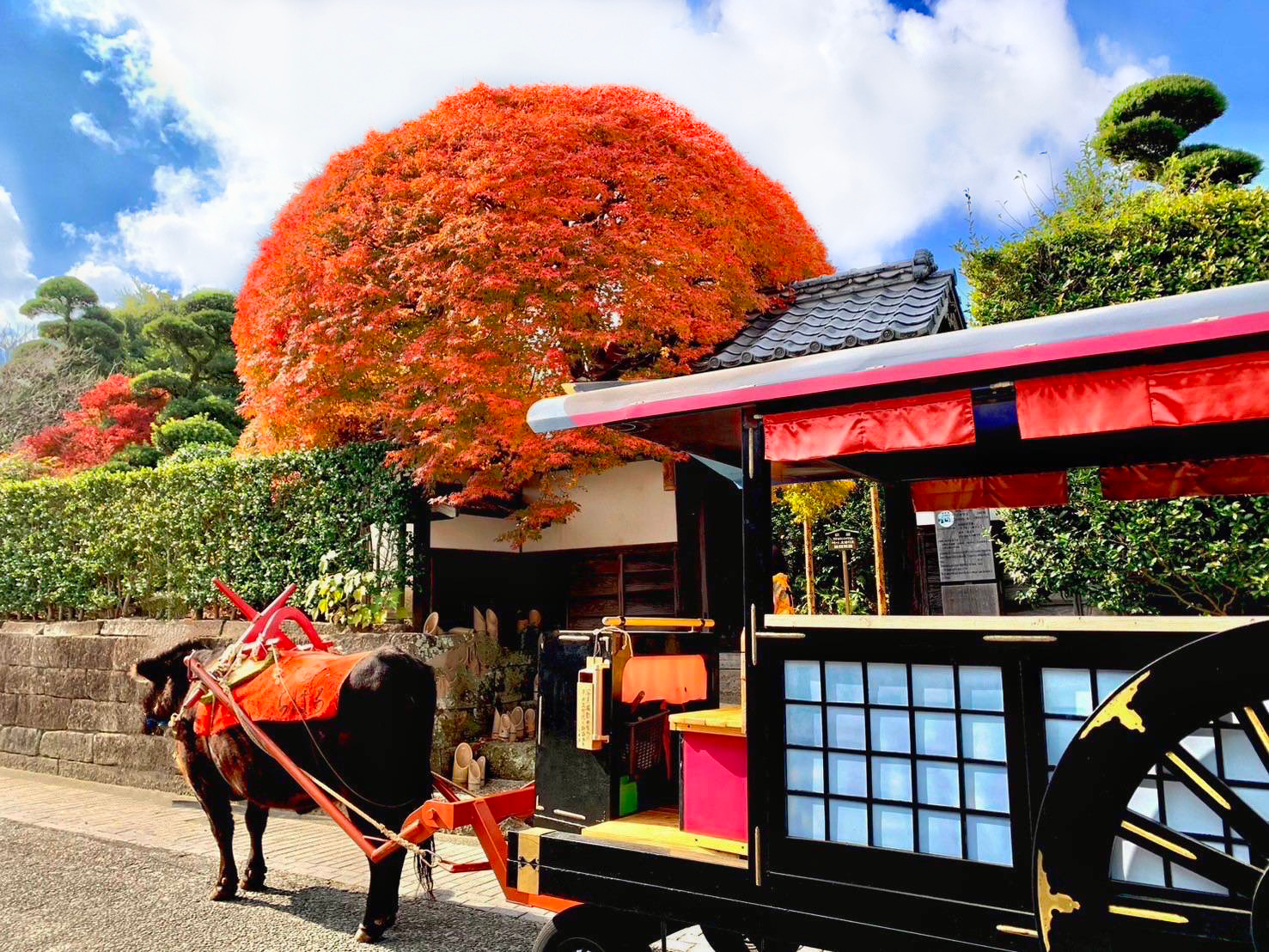 牛車で歴史探訪！日本遺産「出水麓武家屋敷群」で牛車体験(鹿児島県