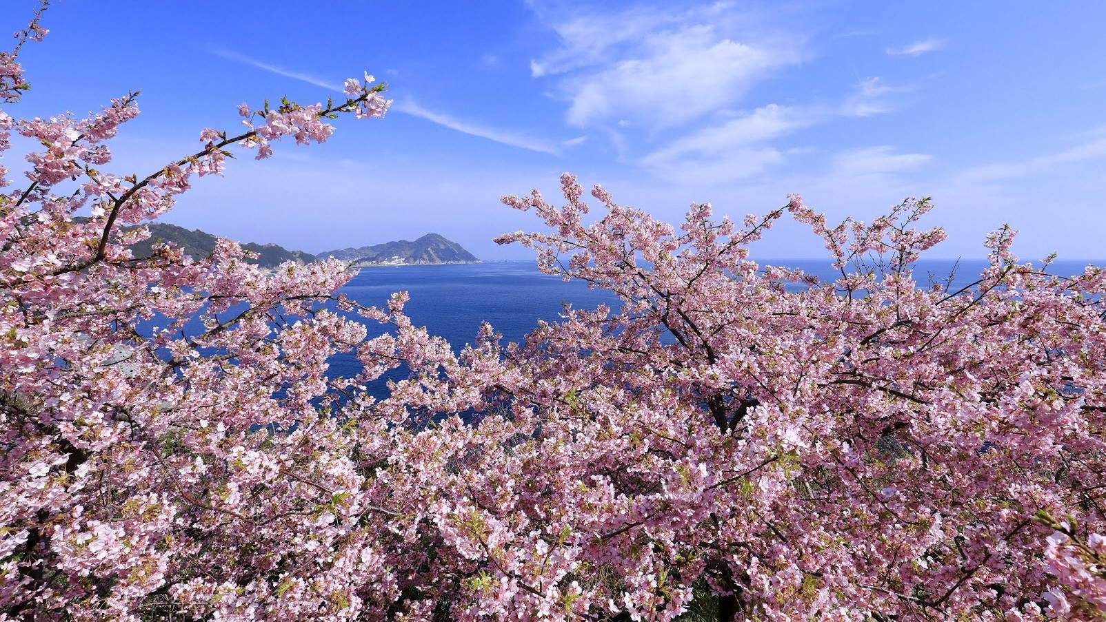 九州一早い春の訪れ！第13回豊後水道河津桜まつり開催！(大分県) | JAL